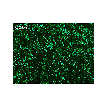 Polymag Magnetic Transfection Reagent