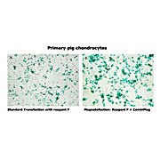 Combimag Magnetic Transfection Reagent