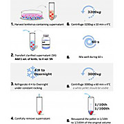 Viro-Peg Lentivirus Concentrator