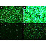 Hype Cho Transfection Kit