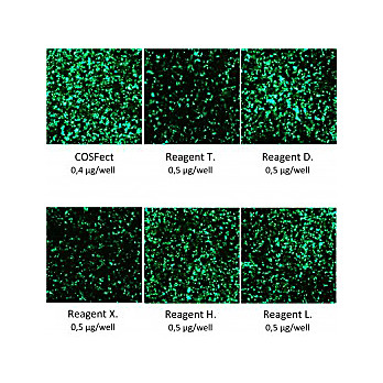 Cosfect Transfection Reagent