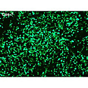 Ecotransfect Transfection Reagent