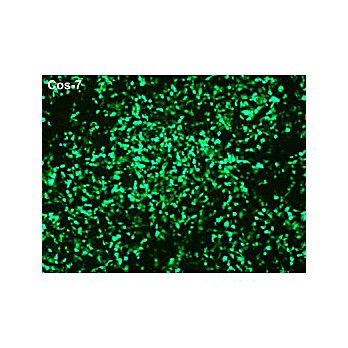 Ecotransfect Transfection Reagent