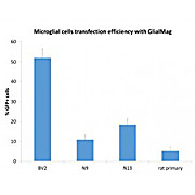Glial-Mag Transfection